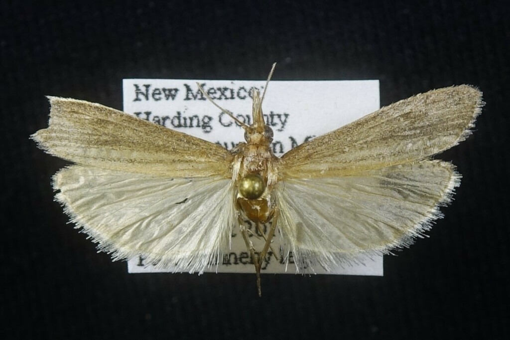 Arivaca albidella
