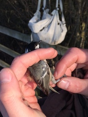 Periparus ater britannicus