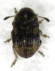 Micranthribus atomus