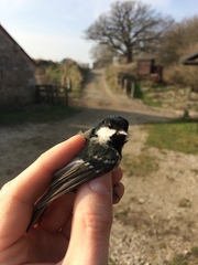 Periparus ater britannicus