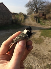 Periparus ater britannicus