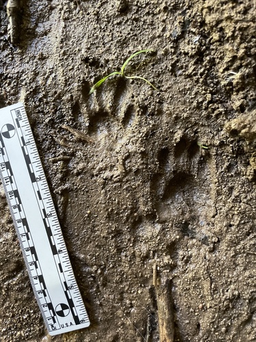 Raccoon Tracks – NatureTracking