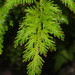 Selaginella moellendorffii - Photo (c) Mike Lusk, μερικά δικαιώματα διατηρούνται (CC BY-NC), uploaded by Mike Lusk