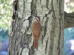 Scimitar-Billed Woodcreeper photo 4