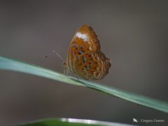 Taxila haquinus
