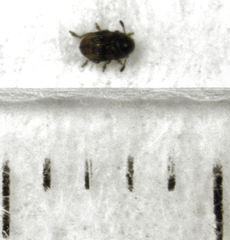 Micranthribus atomus