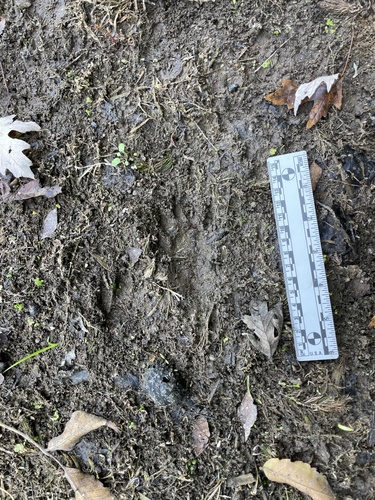 Raccoon Tracks – NatureTracking