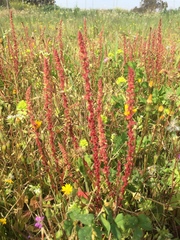 Rumex bucephalophorus