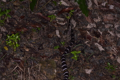 Bungarus multicinctus multicinctus