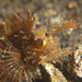 Pteroidichthys amboinensis - Photo (c) prilfish,  זכויות יוצרים חלקיות (CC BY)