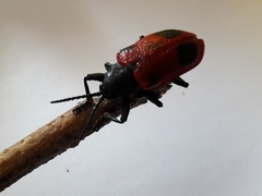 Coraliomela quadrimaculata