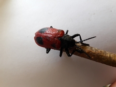 Coraliomela quadrimaculata