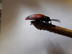 Coraliomela quadrimaculata