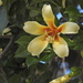 Ceiba chodatii - Photo (c) Diane Bricmont, μερικά δικαιώματα διατηρούνται (CC BY-NC), uploaded by Diane Bricmont