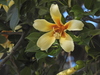 Ceiba chodatii - Photo (c) Diane Bricmont, some rights reserved (CC BY-NC), uploaded by Diane Bricmont