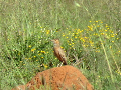Chersomanes albofasciata