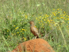 Chersomanes albofasciata