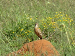 Chersomanes albofasciata