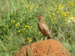 Chersomanes albofasciata