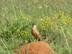 Chersomanes albofasciata