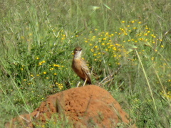 Chersomanes albofasciata