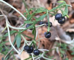 Galium bermudense