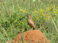 Chersomanes albofasciata