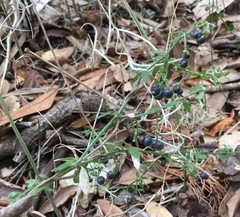 Galium bermudense