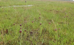 Fritillaria meleagroides