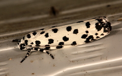 Ethmia clytodoxa