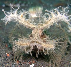 Ambon Scorpionfish photo 2