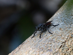 Andrenosomatini