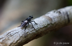 Andrenosomatini