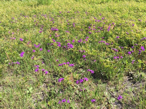 Verbena rigida image