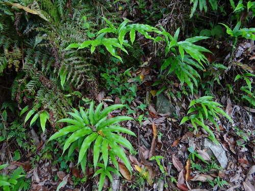 Image of Coniogramme japonica by (c) 呂一起(Lu i-chi), some rights reserved (CC BY)