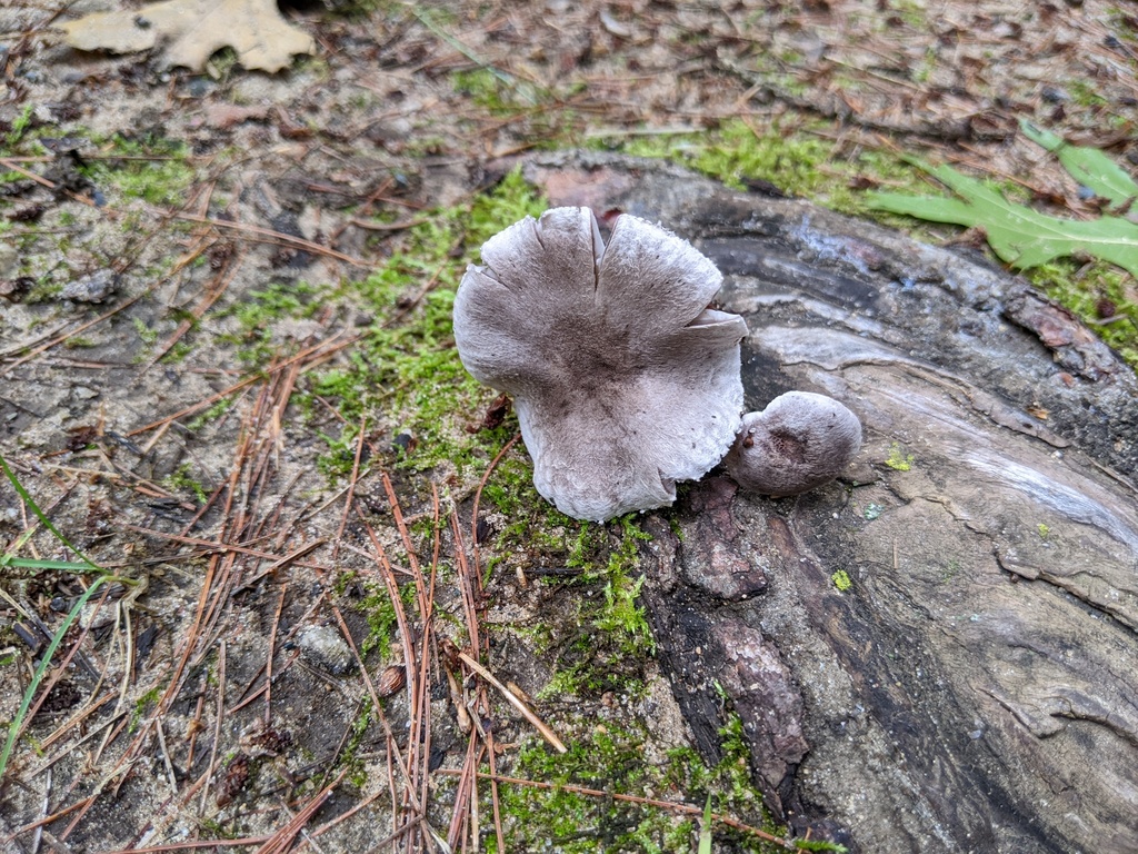 Tricholoma sp. 'MI01'
