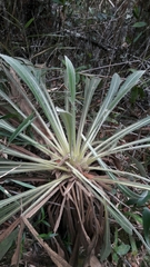 Espeletia corymbosa