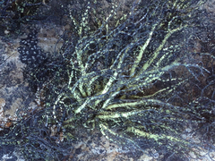 Usnea sphacelata