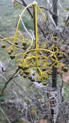 Palicourea lineariflora