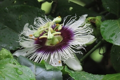 Passiflora edulis image