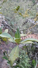 Palicourea lineariflora