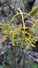 Palicourea lineariflora