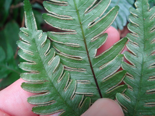 Image of Pteris Grevilleana (Pteris grevilleana) by (c) 呂一起(Lu i-chi), some rights reserved (CC BY)