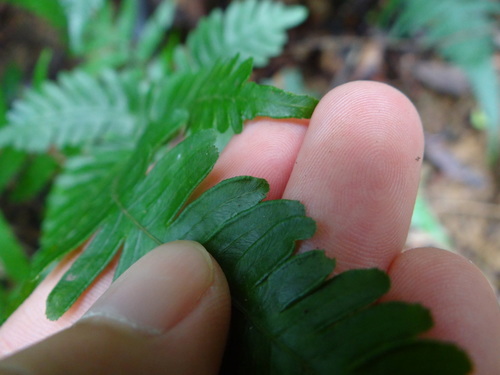 Image of Pteris Grevilleana (Pteris grevilleana) by (c) 呂一起(Lu i-chi), some rights reserved (CC BY)