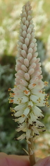 Kniphofia buchananii