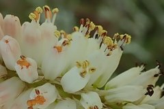Kniphofia buchananii