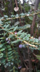 Vaccinium floribundum