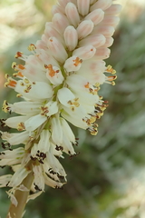 Kniphofia buchananii