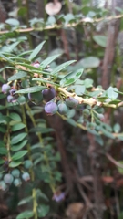 Vaccinium floribundum