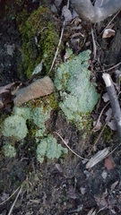 Parmeliopsis ambigua